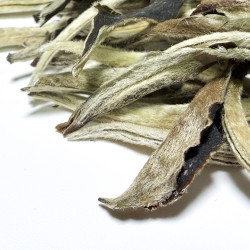 Юэ Гуан Бай белый чай Юньнань купить | Белый чай Yue Guang Bai